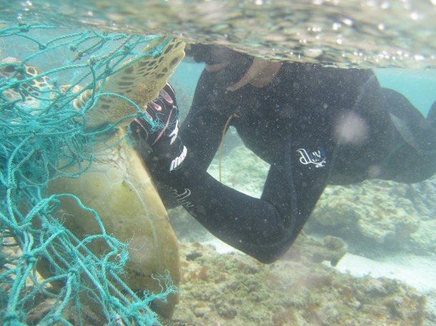 NOAA divers cut a Hawaiian green sea turtle free from a derelict fishing net during a recent mission to collect marine debris in the Northwestern Hawaiian Islands. (Photo: NOAA)