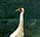 Whooping Cranes