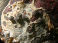 Image DB_STP_DSCN2010, tunicate colonies of D. sp. encrusting a boulder and being preyed upon by the common periwinkle.