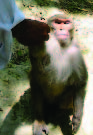 Temple Monkeys and Health Implications of Commensalism, Kathmandu, Nepal