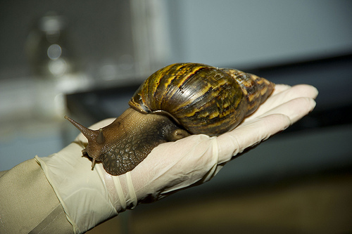 Giant African snails can reach up to 8 inches in length and nearly 5 inches in diameter—about the size of an average adult fist—and can live up to nine years. In a typical year, mated adults lay about 1,200 eggs. 