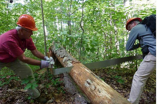 Wild South Helping Hands volunteers work together to remove fallen trees from the Bankhead National Forest.