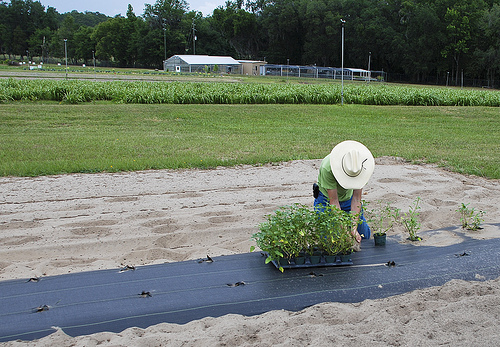 Local children planting pollinator plants.