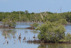 NERRS Reserve Banner