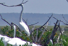 NERRS Reserve Banner