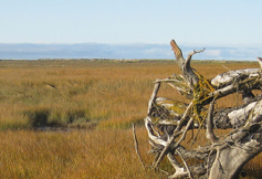 NERRS Reserve Banner