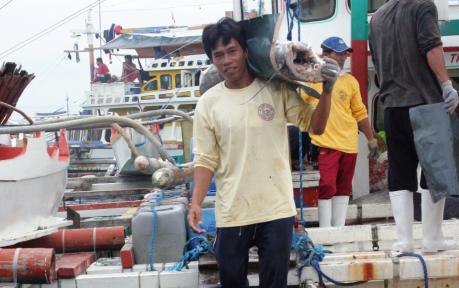 A fisherman from a small local fishing boat is bringing in marlin to the dock. 