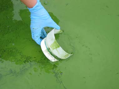 Cyanobacteria Binder Lake, Iowa