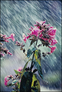 Photo: Flower in a rain storm.