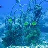 debris on a reef