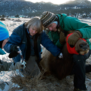 Scientists draw blood from an elk for testing.