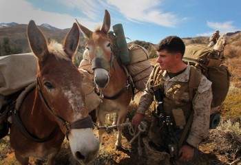 Lance Cpl. Tyler Langford, anti-tank missileman, 3rd Battalion, 3rd Marine Regiment, leads his pack mule during a hike at Marine Corps Mountain Warfare Training Center Bridgeport, Calif., Oct. 13, 2012. Langford was using skills he had learned in the Animal Packers Course, taught four times a year at MCMWTC. The 16-day course teaches Marines how to use animals in the region they find themselves in as a logistical tool to transport weapons, ammunition, food, supplies or wounded Marines through terrain that tactical vehicles cannot reach. (U.S. Marine Corps photo by Lance Cpl. Ali Azimi)