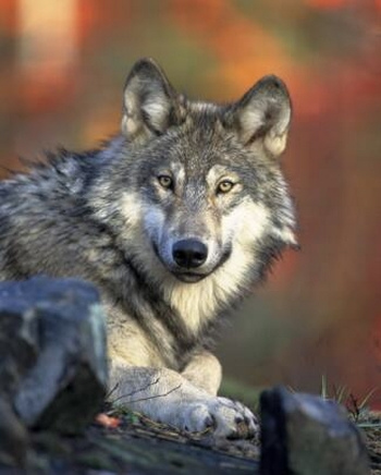 A gray wolf (not OR7)