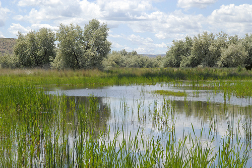 Restored wetland in central Washington.