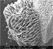 Shewanella oneidensis produced rosettes of iron(II)phosphate in the simulated soil. The bacteria produced these structures without directly contacting the iron oxides.