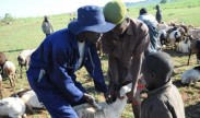 Photo: Ikulal Gabriel, a Kaabong-area community animal health worker, vaccinates a goat while farmers assist in a veterinary civil action program near Kaabong, Uganda, Sept. 7, 2011.