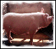 Pig Image