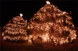 Two Christmas trees shine brightly in front of the Village Center after being lit at the Christmas Tree Lighting Festival at the Village Center Dec. 6.