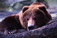 Bear lounging on log graphic