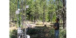 Metolius Intermediate Pine Site 