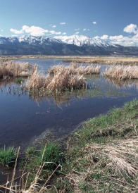 Wetland near farm