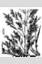 View a larger version of this image and Profile page for Agrostis gigantea Roth