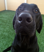 A black lab looking adorable as it stares at the camera