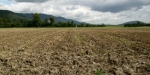 Oensingen2 crop Site