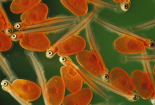 Newly hatched salmon.