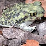 Couch's spadefoot toad