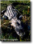 photo of alligator in grass