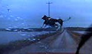 I love when the flying cow picture is applicable in one of my stories. (Photo from Twister, copyright Amblin Entertainment)