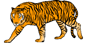 tiger