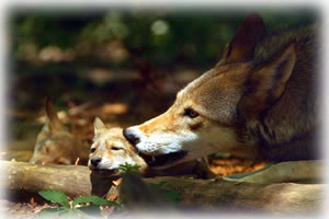 Red wolf with pup