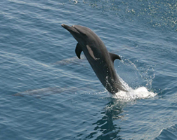 Spotted Dolphin (Stenella attenuata), ETP