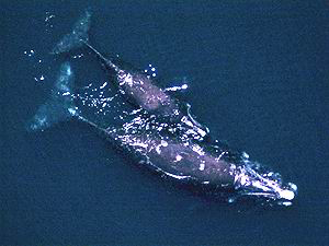 Right Whale cow and calf