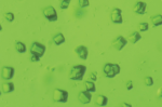 These tiny green crystals, measuring just millionths of a meter, preserve the molecular structure and activity of Photosystem II, which carries out the oxygen-releasing process in photosynthesis. The chlorophyll-containing crystals, which have a boxlike structure, were studied at room temperature using ultrashort X-ray pulses at SLAC's Linac Coherent Light Source X-ray laser. The image was taken with a light microscope. | Photo by Jan Kern, Lawrence Berkeley National Laboratory. 