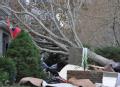 Survivors begin tree removal from home