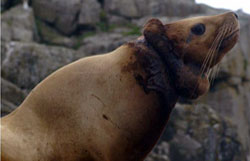 Steller sea lion with material embedded in its neck.