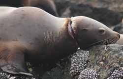 entangled Steller sea lion