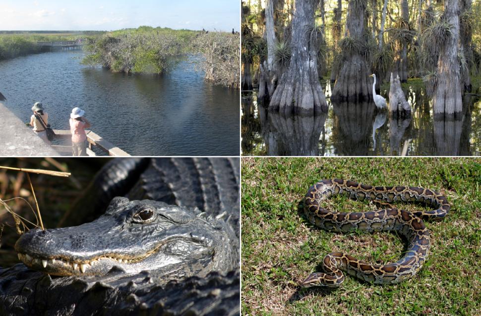 沼泽地国家公园（Everglades National Park）的景观和野生生物（NPS）。右下图为缅甸巨蟒，现在已经成了为害这个地区原生动物的一大问题。公园入园门票每辆小车10美元，7天内有效。园内有游览车，可以乘船或租船。可以在公园内露营（http://www.nps.gov/ever/index.htm），也可以住在公园外小镇的旅馆。