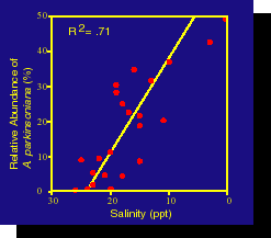 Graph of Abundance
of A. parkinsoniana