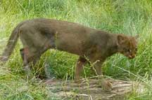 Jaguarundi