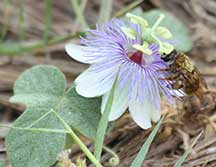 Passion Flower with Bee