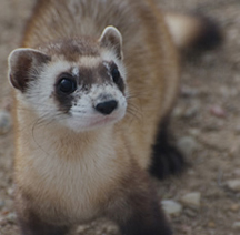 Black footed ferret