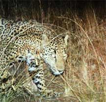 Male Jaguar