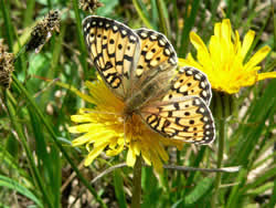 butterfly on a false dandelion.