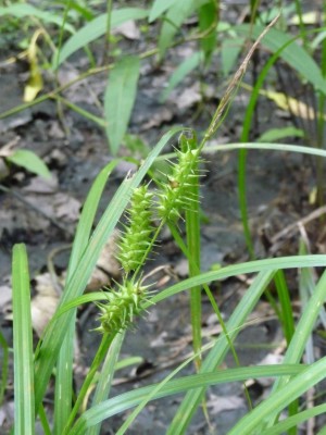 Carex gigantea.