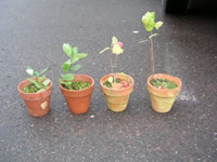 Black hawthorn seedlings.