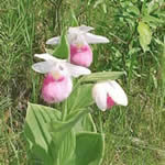 showy lady slipper.